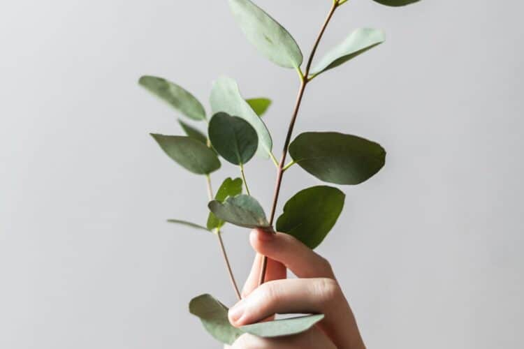 Hand holding a eucalyptus branch, representing natural wellness and therapeutic environments in psychology.