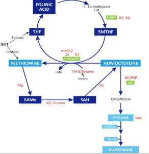 Diagram illustrating the methylation cycle, highlighting key components such as Folinic Acid, THF, 5MTHF, Methionine, SAMe, SAH, and their roles in detoxification, neurotransmitter production, and amino acid metabolism, relevant to understanding methylation pathology and health conditions.